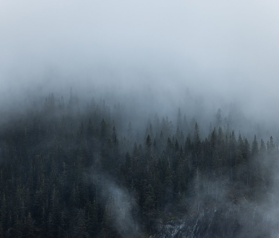 Foggy forest at Rjukan