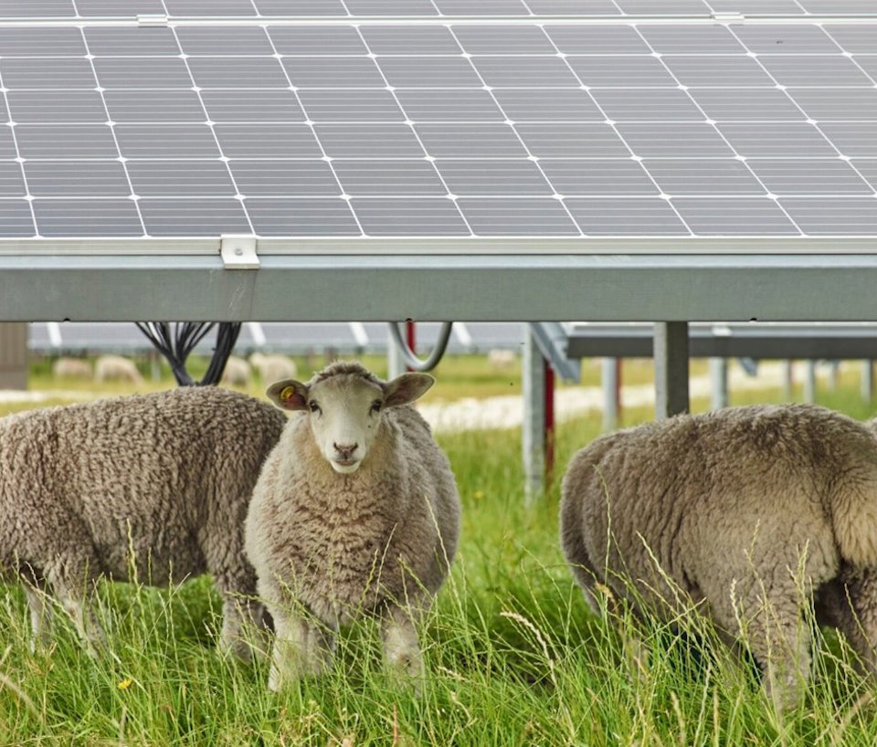 a group of sheep in a fenced in area